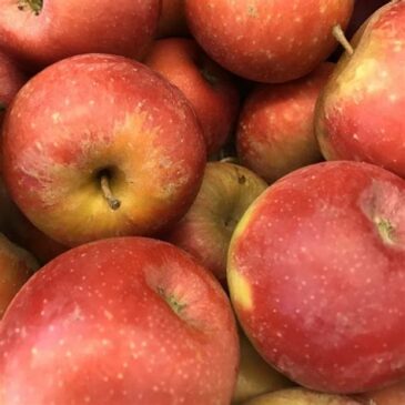 Pomme Daliclass