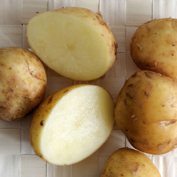 Pomme de terre nouvelle « sirtema »