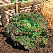 Salade batavia rouge grenobloise