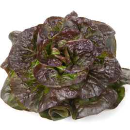 Salade laitue rougette