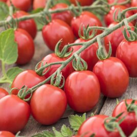 Tomate cerise « Apéro »