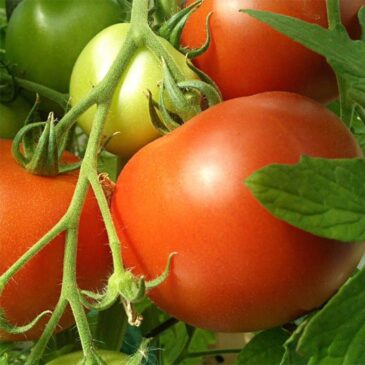 Tomate ronde