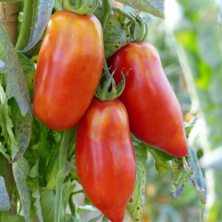 Tomate-Cornue-des-Andes-2216-1