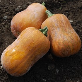 Courge mini butternut ou honeynut