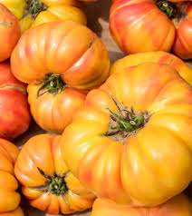 Tomate variété ancienne « Ananas »