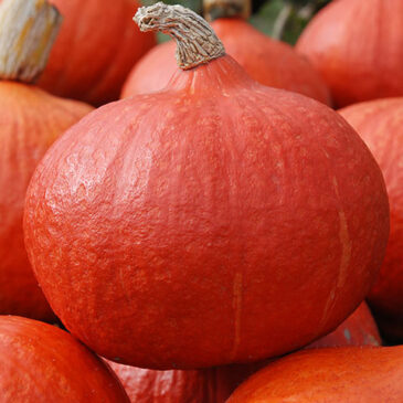 Courge potimarron orange