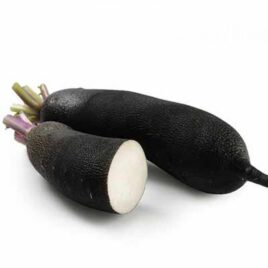 Radis noir long